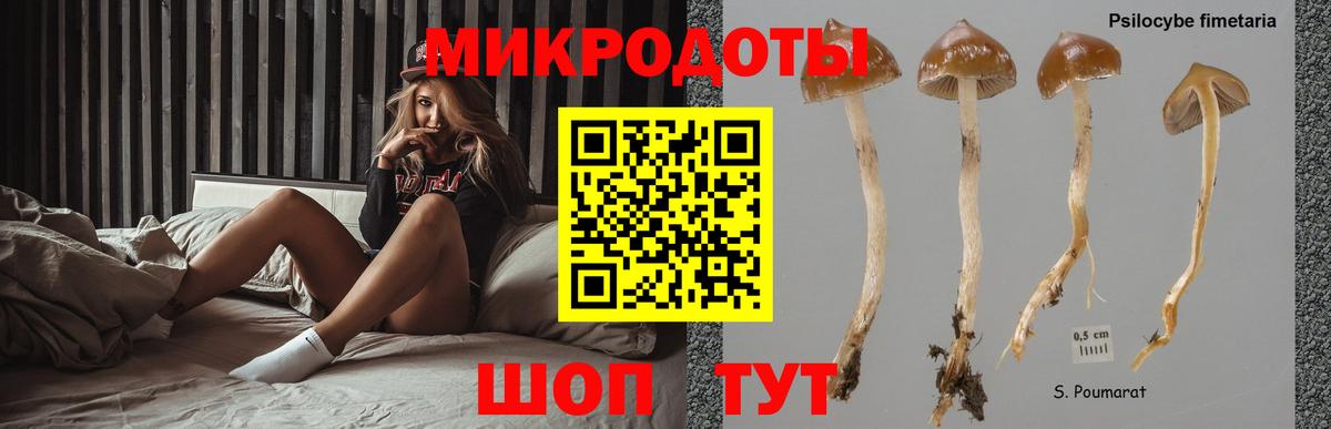 Псилоцибиновые грибы мицелий Урус-Мартан